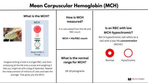 Low MCHC: Definition, Causes, Treatment, .